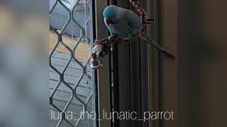 Bouncing Parrot