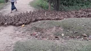 Huge Flock of Ducks Waddling on Path