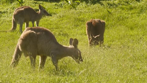 Kangaroo Wallaby Marsupial Animal Eating Australia