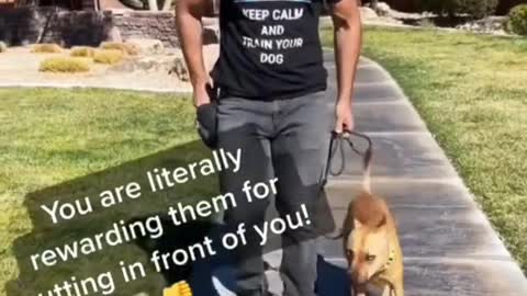 smart Dog training video