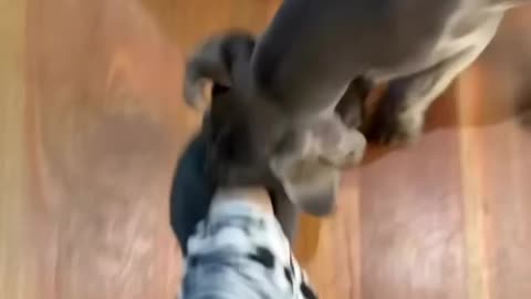 Blue Great Dane Dog Funny Videos 152 - The Great Dane Puppies Video - Great Dane Compilation