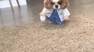 White dog wearing costume walking around