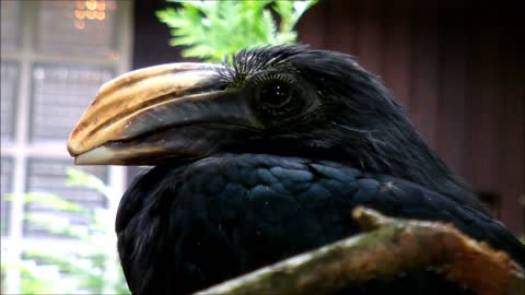 Edged Sulawesi Hornbill Too Dangerous To Worms
