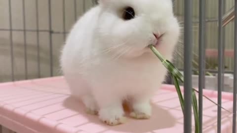 A cute little rabbit