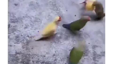 Parrots playing basketball .. Funny birds