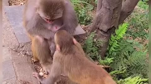 Monkey playing with their baby monkey