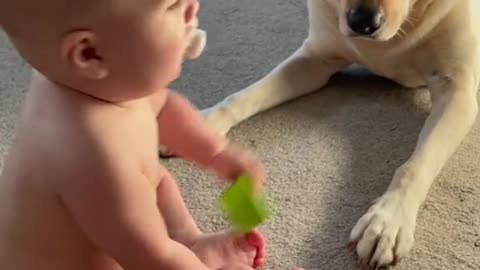 Baby and Dog so sweet playing togather #babydog#Dog#baby