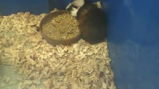 2 abyssinian guinea pigs relax and sleep next to the food [Nature & Animals]