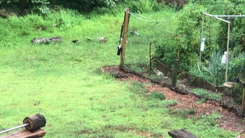 Doggie versus Groundhog