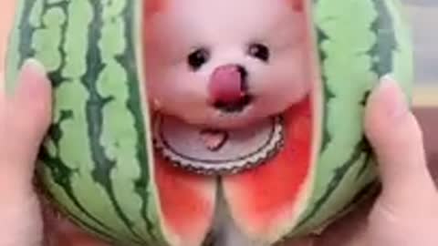 Bady dog🐶 ।। in watermelon🍉