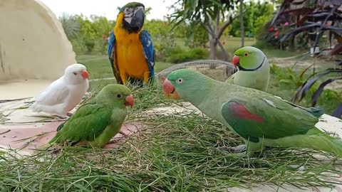 Green Indian parot talking