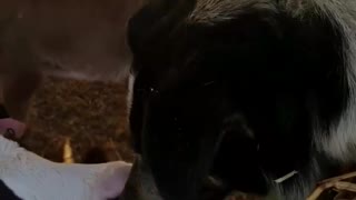 Dog and Cow Share Some Kisses