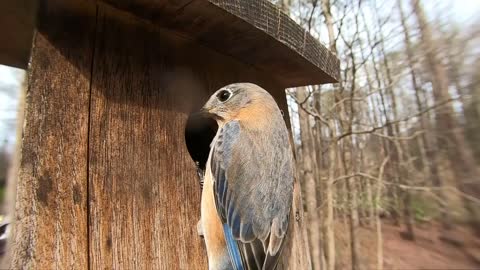 Random Wildlife Videos in Slow Motion - House Finch