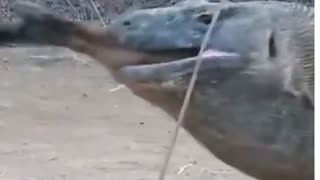 KOMODO DRAGON SWALLOWING A CANNERY 😱😱