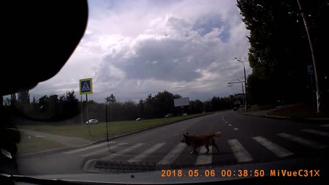 Doggo Follows Crosswalk Traffic Rules