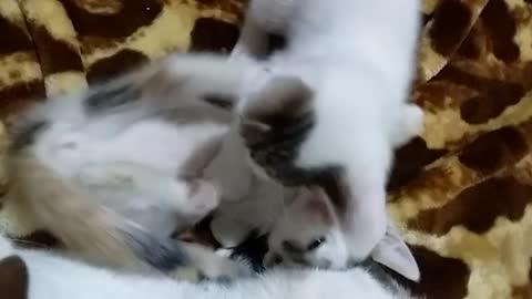 Three cats playing with each other