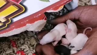 Mother Rat Moves Fast to Round up Babies