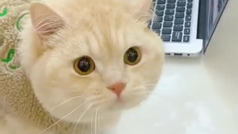 OMG Cute Cats Videos