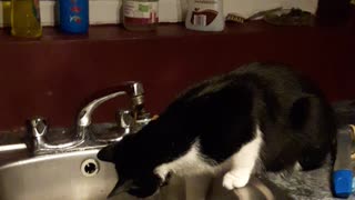 Cat drinks water from sink