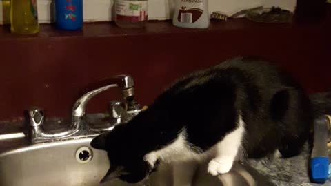 Cat drinks water from sink