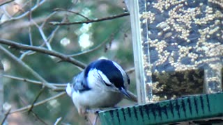 Nuthatch and Woodpecker