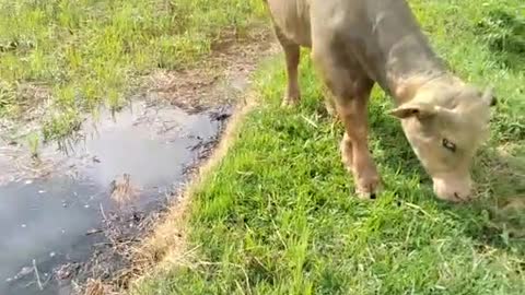 Kerbau di sawah begitu jinak