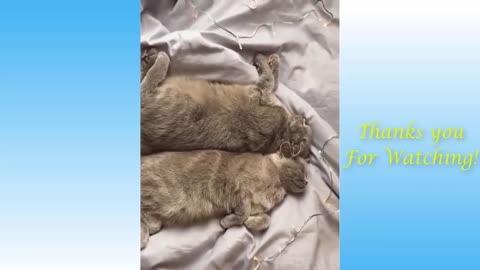 Cute Pets And Funny Animals Compilation # 21 Pets Gone Wild