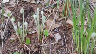 Fiddleheads