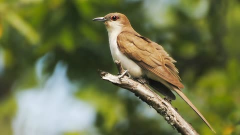 Sounds Of Nature - Black-billed Cuckoo - Bird Sounds