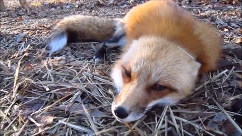 Adorable Baby Fox Pups Playing - CUTEST Compilation