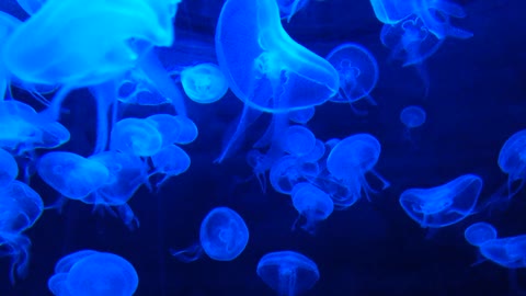 Jellyfish Tank WATER LIFE FROM NATURE