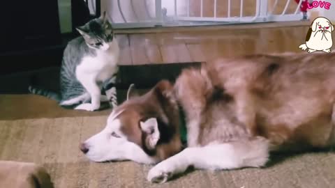 The Kitten Enjoying The Husky | Cute Video..