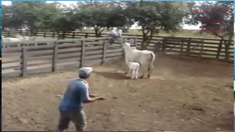 Mother Cow Protecting her New Born Baby From Being Separated from Her