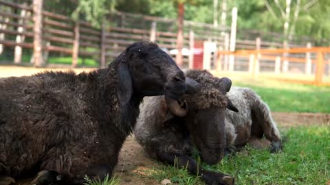 black sheep on a meadow at daytime