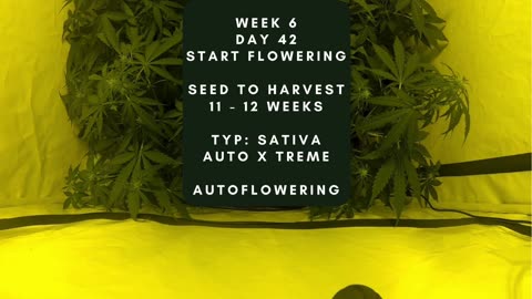 Day 42 Cannabis grow timelapse start flowering indoor hemp weed Autoflowering X Treme