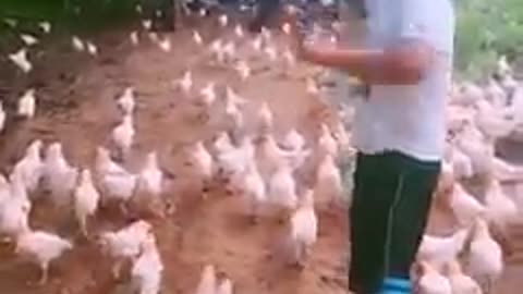 Charging chickens!!!