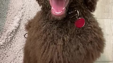 Puppy loves the feel of a blow dryer on her face!