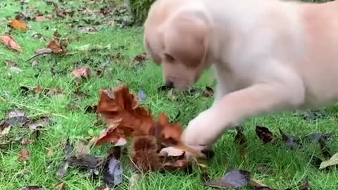 Fnunniest&cutest Labrador puppies