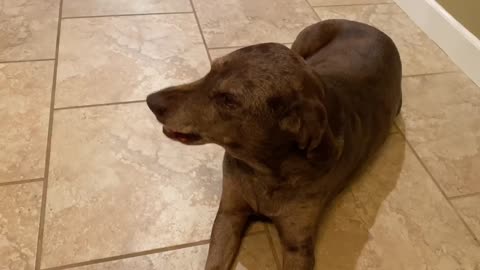 Dog tries smiling, saying please, and doing tricks to get some of her owners food!