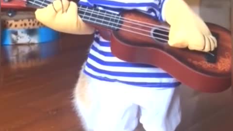 Guitar cat