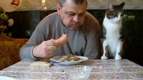 Как мой кот, просит кушать? Butch cat chooses sausage?
