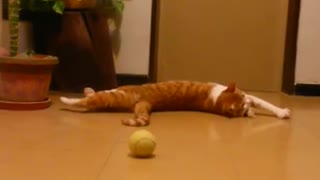 Cat trying to fetch a ball and failing