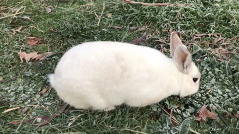 Beautiful Cute Rabbit Video.