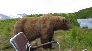 Bear sit next to guy