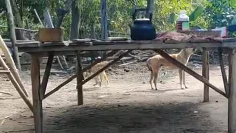 Wow !!! Super Prank fake tiger dog run try to stop laugh