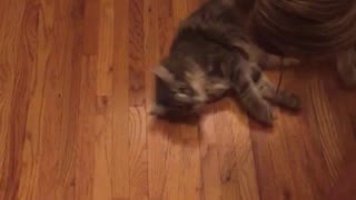 Owner spins cat around