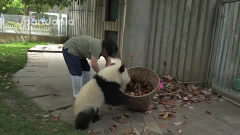 Panda cubs and nanny Mei’s war