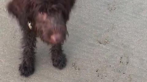 Brown dog barking at beach and getting treat from owner