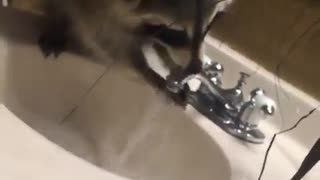 raccoon wash his hands in the bathroom after toilet