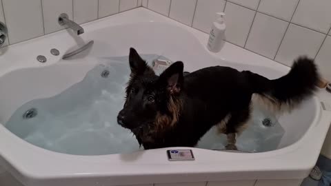 Puppy bath time fun